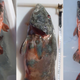 Image for article titled These fish could be harbingers of a major human health crisis